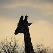 Foto von Sharon Watt