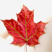 Ivy Friedman's photo