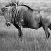 Simon Schwam's photo