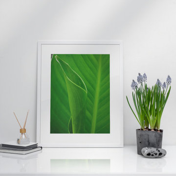 Leaves of Canna Lily Botanical Nature Photograph Wall Art Prints