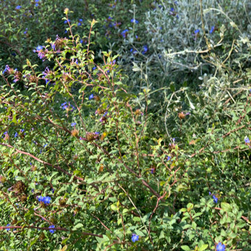giardino contemporaneo a basso impatto ambientale