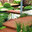 Hawaii Landscape Pte Ltd