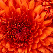 Susan McClelland's photo