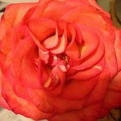Emie Epelman Hyman's photo