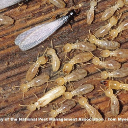 Complete Pest Control Services - Products