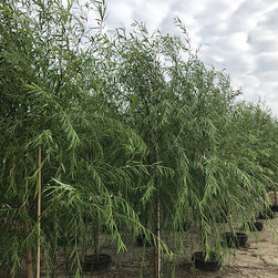 Current Featured Plants - Products