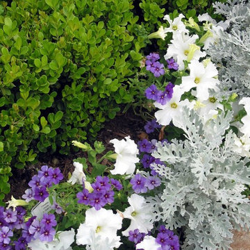 Miscellaneous Gardens and Pretty Things