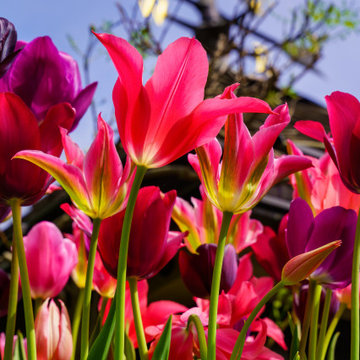 Floral Photography