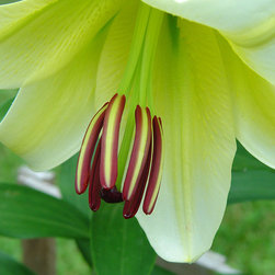 Lilies - Home Decor