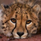 Kimberly Koessler's photo