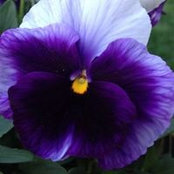 Joy Pallesen's photo