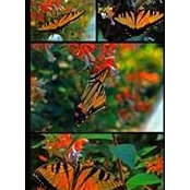 Brandy Lyons's photo