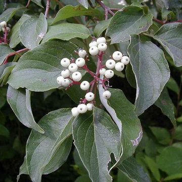 Gray dogwood (Cornus racemosa)