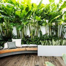 Tropical Landscapes