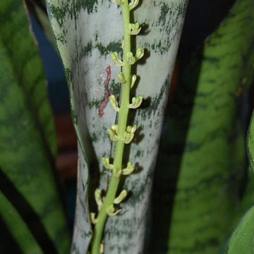 Sansevieria (snake plant)