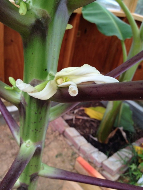 Does Papaya Plants Cross Pollination - Featured Image