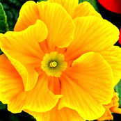 Sharon Simonini's photo