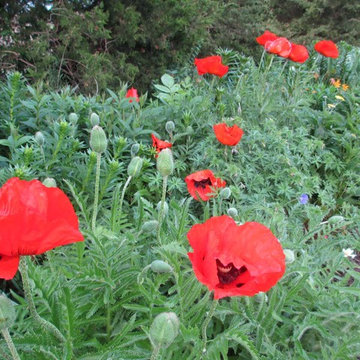 Beth's Gardens 2017
