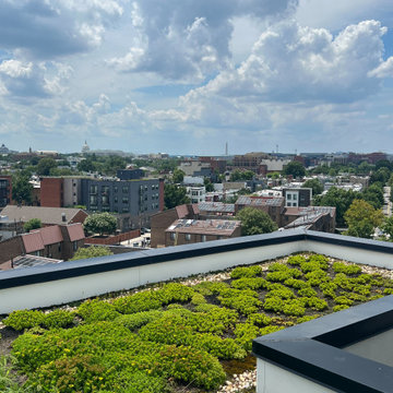 Washington DC TPO Flat Roof with Metal Parapet Wall Caps & Green Roofing