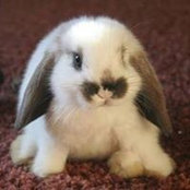 Lisa Constantin's photo