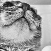 Dianna Corcoran's photo