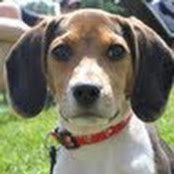 Adam Cromell's photo