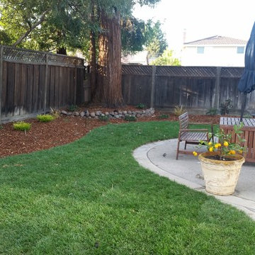 Drought Tolerant