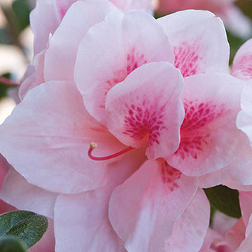 Encore Azalea Autumn Chiffon™