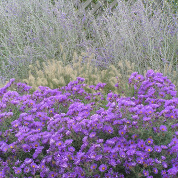 Beautiful Autumn Purple Plant: Purple Dome Aster