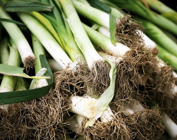 (Cloned:2018-10-04) Cool-Season Vegetables: How to Grow Leeks