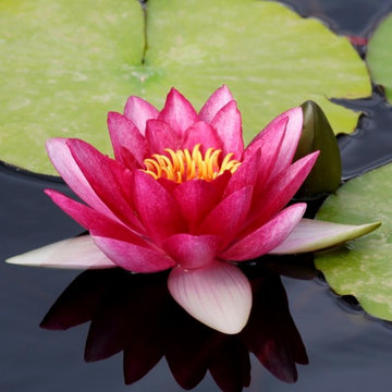 Miami Landscape Design Ideas