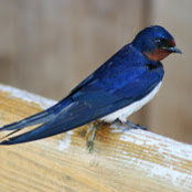 Jessie Kowalski's photo
