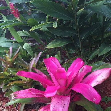 Hot pink neo bromeliad for that tropical flare!