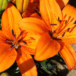 Lilies - Home Decor