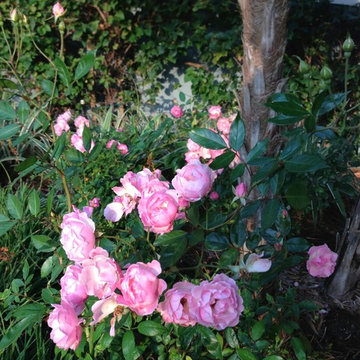 Roses, Woodfield Country Club, Boca Raton