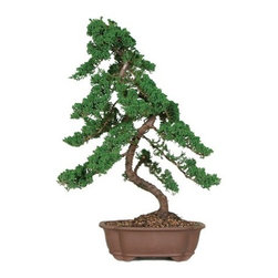 15-year Green Mound Juniper Outdoor Bonsai Tree - Area Rugs