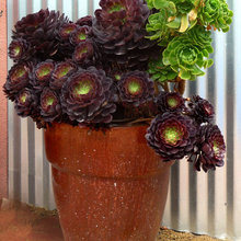 plants and floral arrangements