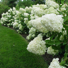 garden wishlist