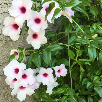 Southwestern Plants