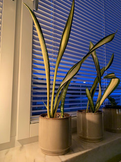 sansevieria trifasciata forescate | Houzz Forum