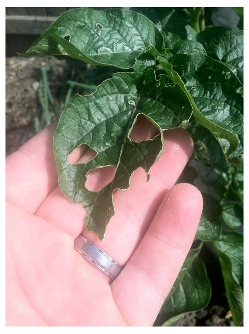 What's eating my plants?!