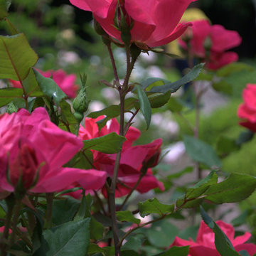 Pink Knockout
