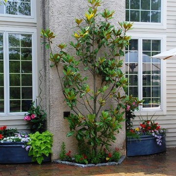 Espalier Magnolia with custom planters