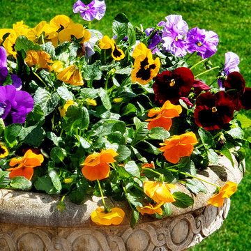 Spring Planters
