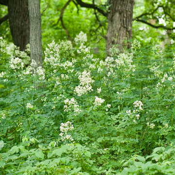 Thalictrum dasycarpum
