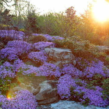 Lush Landscapes