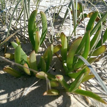 beach plants