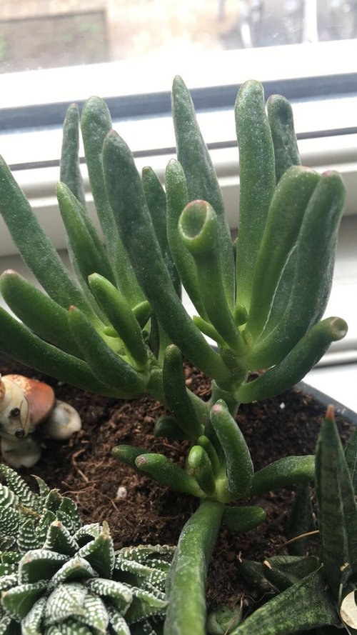 White substance on succulents?