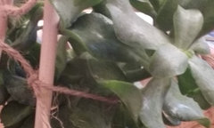 My Jade cannot support itself | Houzz Forum