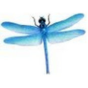 Betsy Jacobs's photo